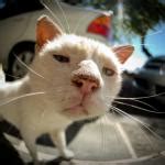 Fisheye lens cat Meme Generator .